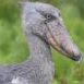 Shoebill Life