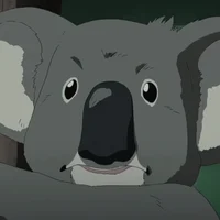 Koala