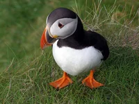 Curious Puffin