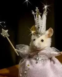 Princess ratiti rat