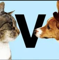 Dog Cat Argument