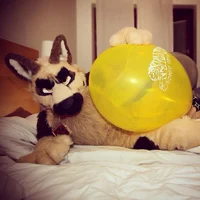 Duke fursuit