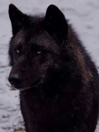 Big black wolf 