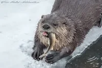 Otter TF