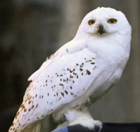 Hedwig