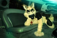 Duke fursuit