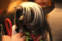 Chinese Crested Dog