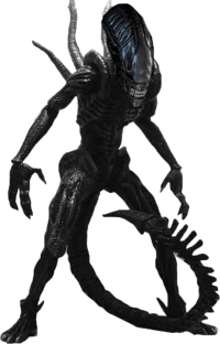 Xenomorph 