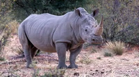 White Rhino 