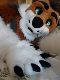 Cormack wolf Fursuit