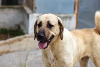 Anatolian Shepherd 