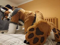 Cormack wolf Fursuit