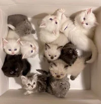 Box of Kittens
