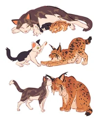 Warrior cats