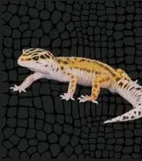 Gecko