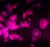 3 Bradley Uppercrust