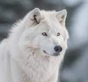 Artic Wolf