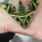 Green Sphinx Moth 