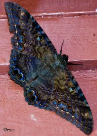 Black witch moth 