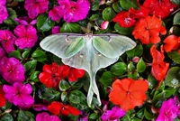 Luna moth