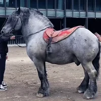 Gray Draft Horse