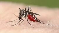 - mosquito alpha -