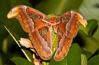 Atlas moth 