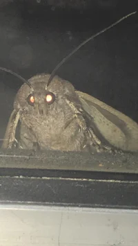 White witch moth