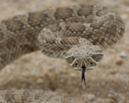 Rattlesnake