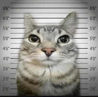 Prison mate cat