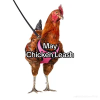 May chicken leash