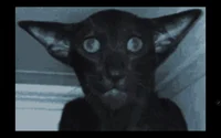 Skinwalker 