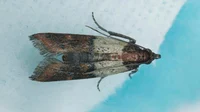 Weevil moth