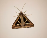 Trigonodes Hyppasia 