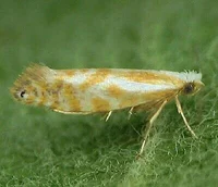 Argyresthia Canadens