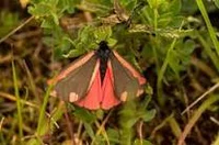 Tyria Jacobaeae