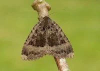 Old lady moth 