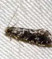 Fungus moth