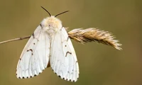 Lymantria Dispar