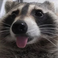 Racoon
