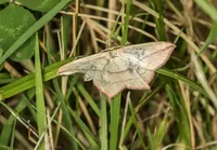 Suffolk moth