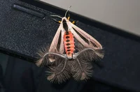 Creatonotos Gangis