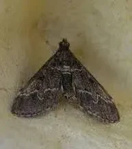 Duponchelia Fovealis