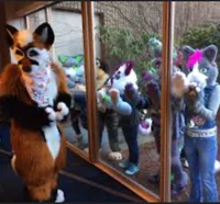 The Furry Zoo     