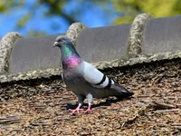 Pigeon