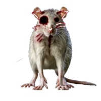 Rat