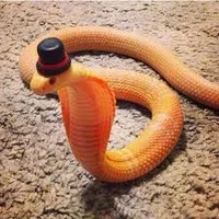SillySnake