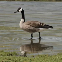 Canada Goose