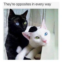 Cat life