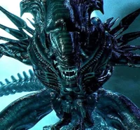 Queen Xenomorph
